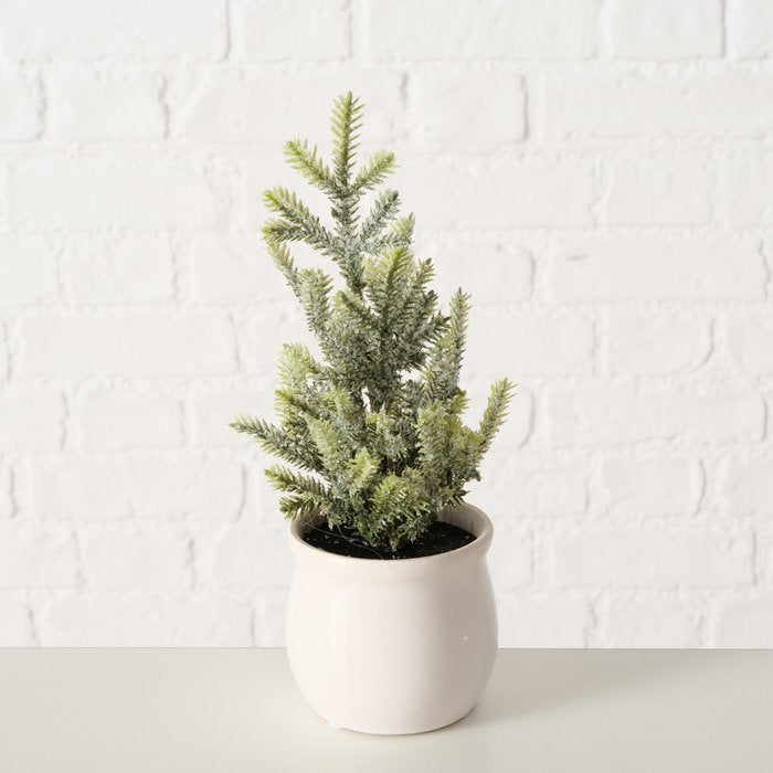 Natural open-shaped lightly frosted miniature pine in a cream ceramic pot