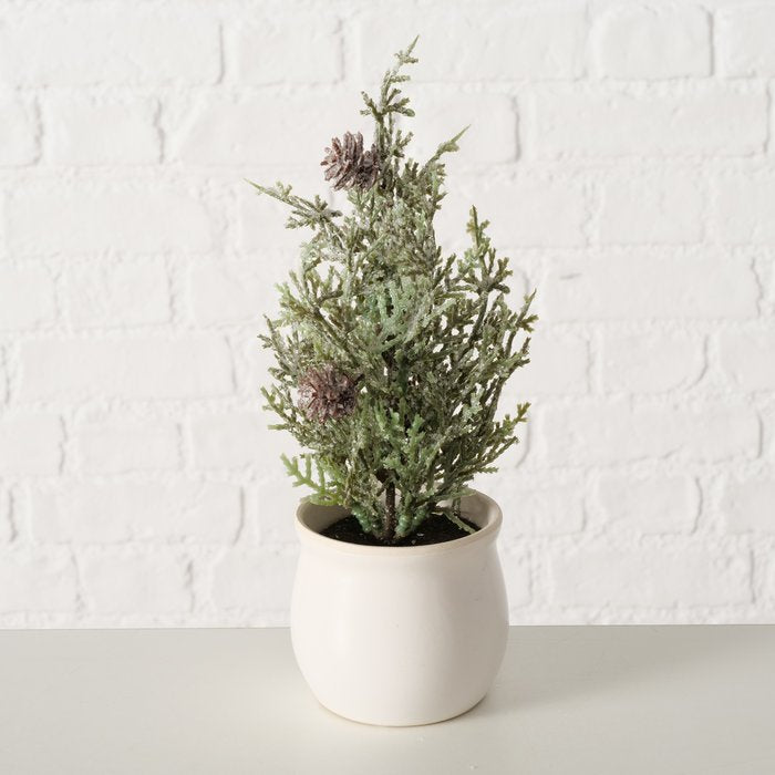 Open-branched frosted miniature pine with small pinecones in a cream ceramic pot